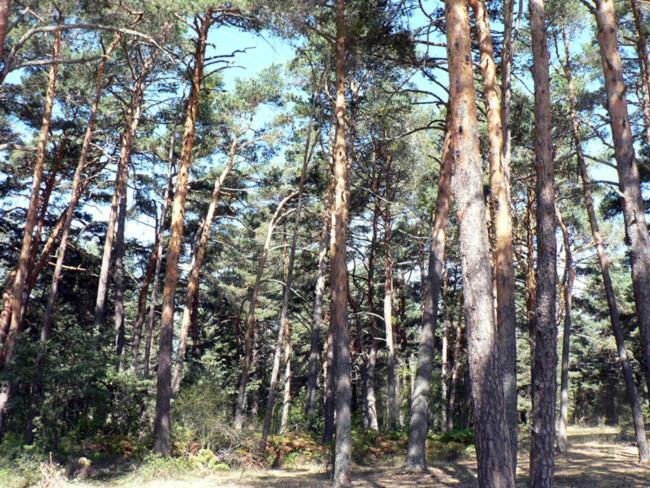 Casa De Pueblo Con Merendero Alquilable Opcionalmente Casarejos Εξωτερικό φωτογραφία